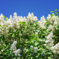 Syringa vulgaris f. alba, 30-50 cm (Barrot) – bild 5