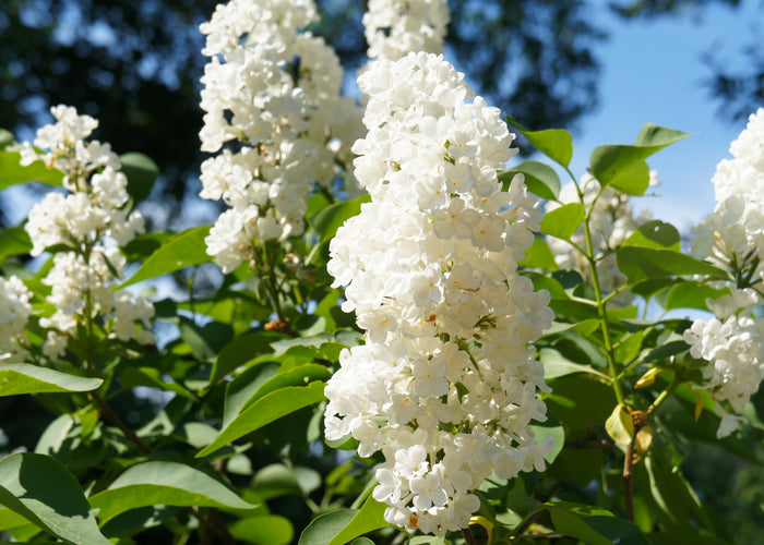 Syringa vulgaris f. alba, 30-50 cm (Barrot)