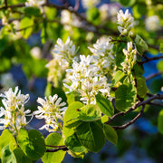 Amelanchier alnifolia, co (Krukodlad) – bild 1