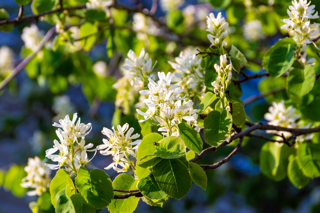Amelanchier alnifolia, co (Krukodlad) – bild 1