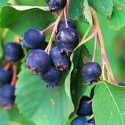 Amelanchier alnifolia, co (Krukodlad) – bild 2