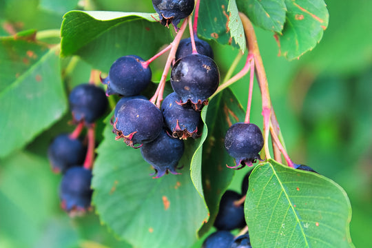 Amelanchier alnifolia, co (Krukodlad) – bild 2