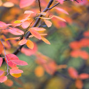 Amelanchier alnifolia, co (Krukodlad) – bild 3