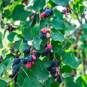 Amelanchier alnifolia, co (Krukodlad) – bild 5