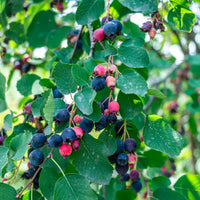 Amelanchier alnifolia, co (Krukodlad) – bild 5