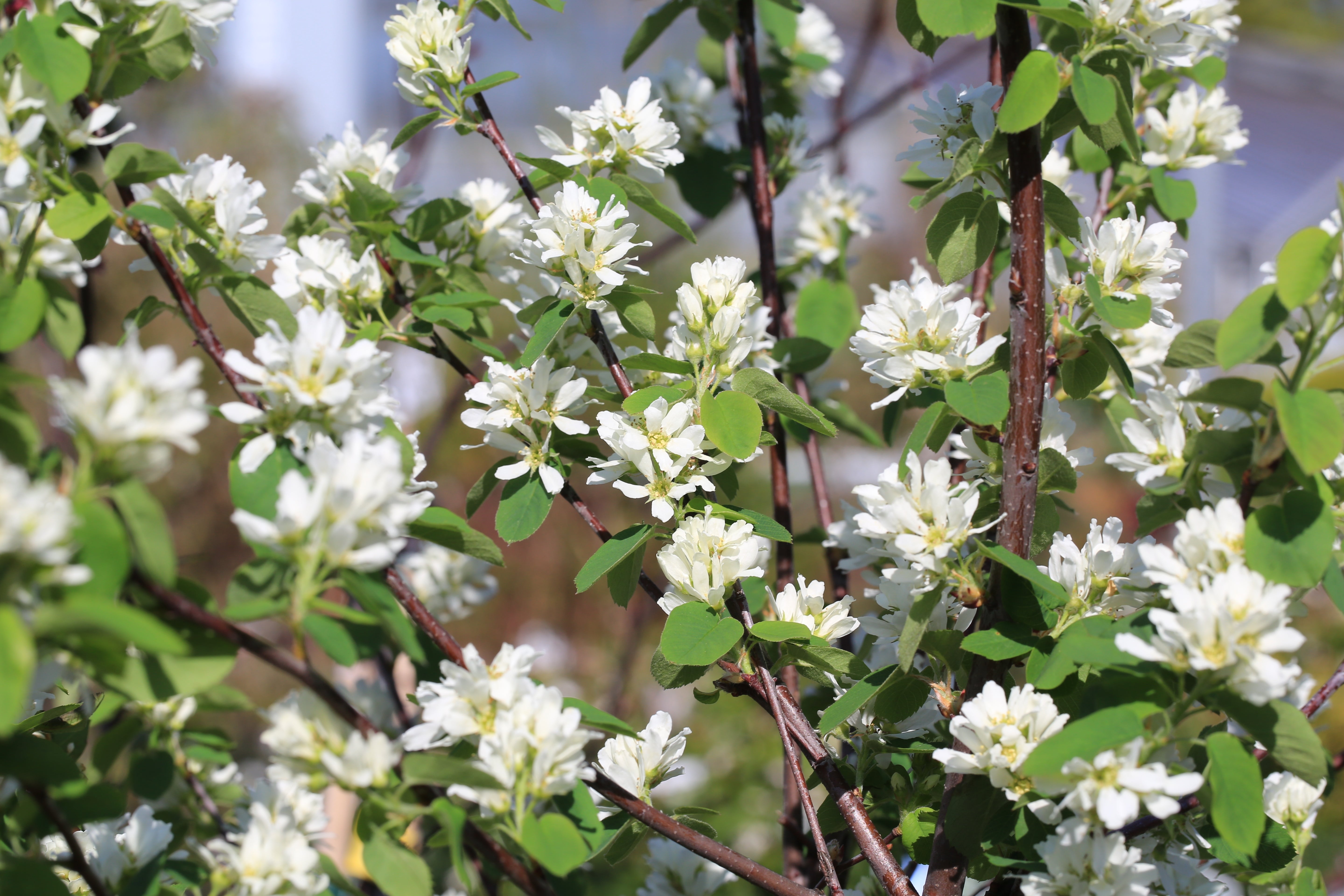 Amelanchier alnifolia, co (Krukodlad) – bild 1