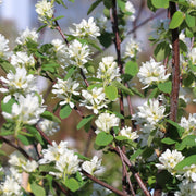 Amelanchier alnifolia, co (Krukodlad) – bild 6