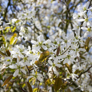 Amelanchier spicata FK FALUN E, co (Krukodlad) – bild 1
