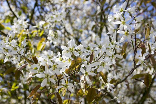 Amelanchier spicata FK FALUN E, co (Krukodlad) – bild 1
