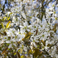 Amelanchier spicata FK FALUN E, co (Krukodlad) – bild 1