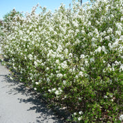 Amelanchier spicata FK FALUN E, co (Krukodlad) – bild 2