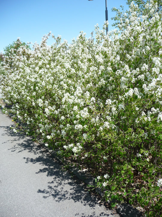 Amelanchier spicata FK FALUN E, co (Krukodlad) – bild 2