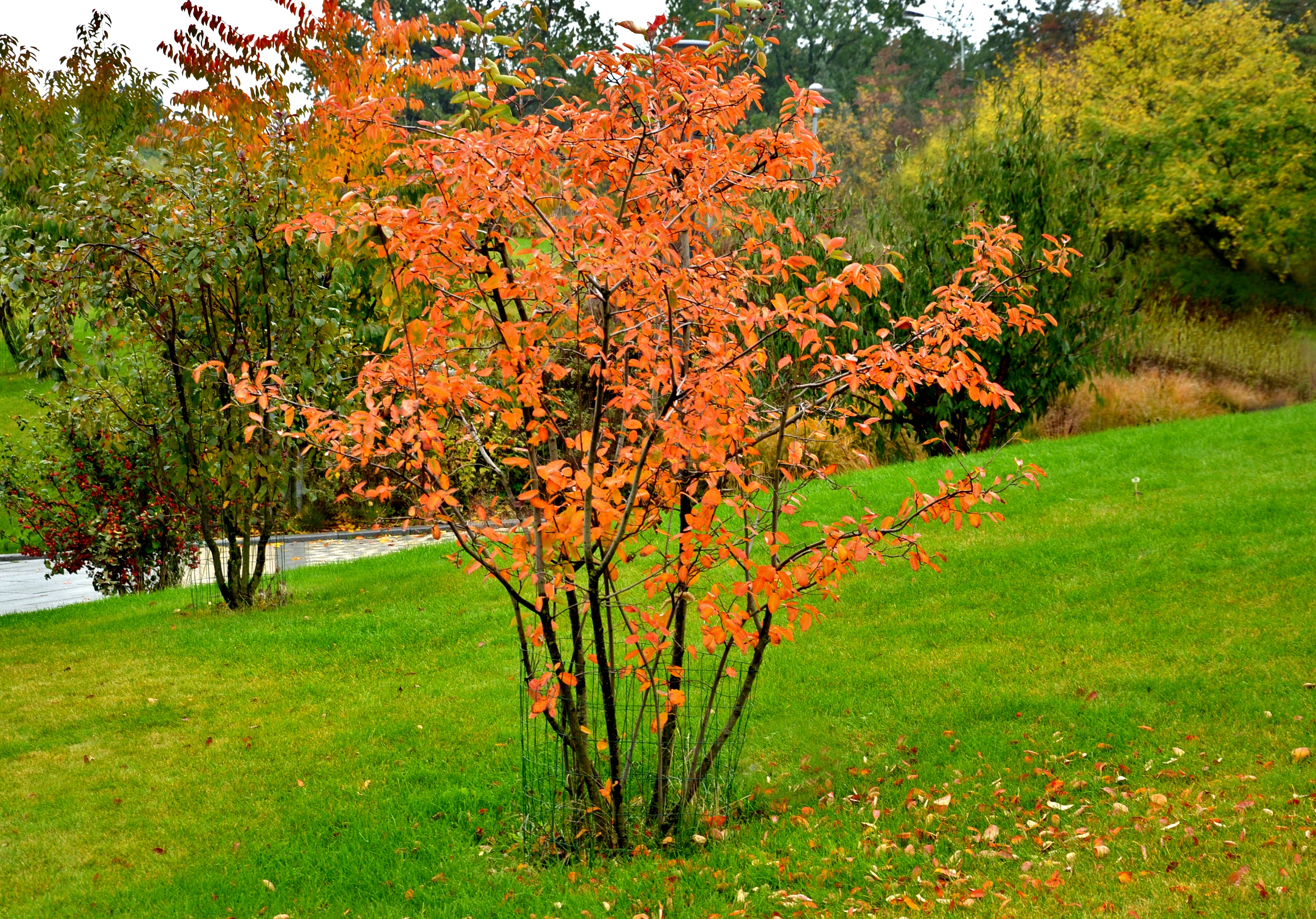Amelanchier spicata FK FALUN E, co (Krukodlad) – bild 1