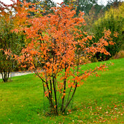 Amelanchier spicata FK FALUN E, co (Krukodlad) – bild 3
