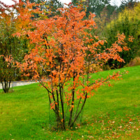 Amelanchier spicata FK FALUN E, co (Krukodlad) – bild 3
