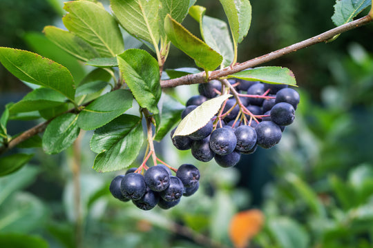 Aronia melanocarpa 'Hugin' E, co (Krukodlad) – bild 2