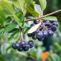 Aronia melanocarpa 'Hugin' E, co (Krukodlad) – bild 2