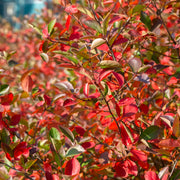 Aronia melanocarpa 'Hugin' E, co (Krukodlad) – bild 3