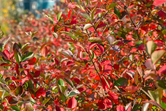Aronia melanocarpa 'Hugin' E, co (Krukodlad) – bild 3