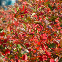 Aronia melanocarpa 'Hugin' E, co (Krukodlad) – bild 3
