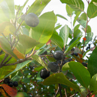 Aronia melanocarpa 'Hugin' E, co (Krukodlad) – bild 4