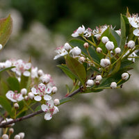 Aronia melanocarpa 'Hugin' E, co (Krukodlad) – bild 5