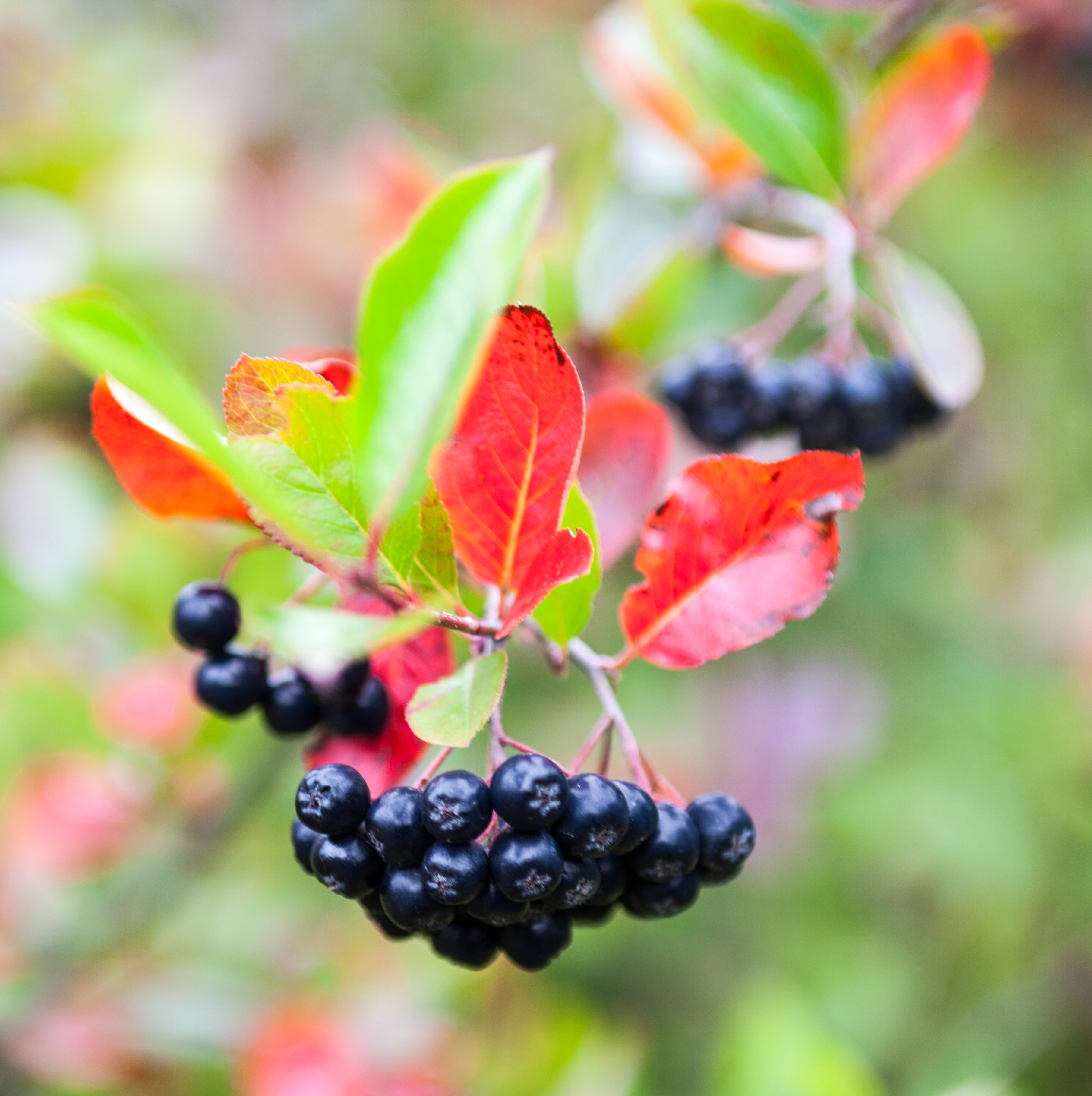 Aronia melanocarpa 'Hugin' E, co (Krukodlad) – bild 2