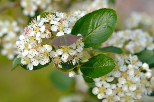 Aronia × prunifolia FK VÄSTERÅKER E, co (Krukodlad) – bild 1