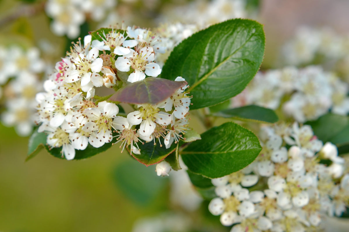 Aronia × prunifolia FK VÄSTERÅKER E, co (Krukodlad) – bild 1