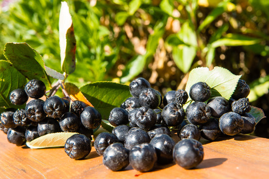Aronia × prunifolia FK VÄSTERÅKER E, co (Krukodlad) – bild 2