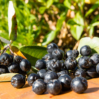 Aronia × prunifolia FK VÄSTERÅKER E, co (Krukodlad) – bild 2