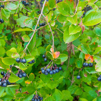 Aronia × prunifolia FK VÄSTERÅKER E, co (Krukodlad) – bild 3