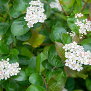 Aronia × prunifolia FK VÄSTERÅKER E, co (Krukodlad) – bild 4