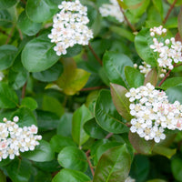 Aronia × prunifolia FK VÄSTERÅKER E, co (Krukodlad) – bild 4