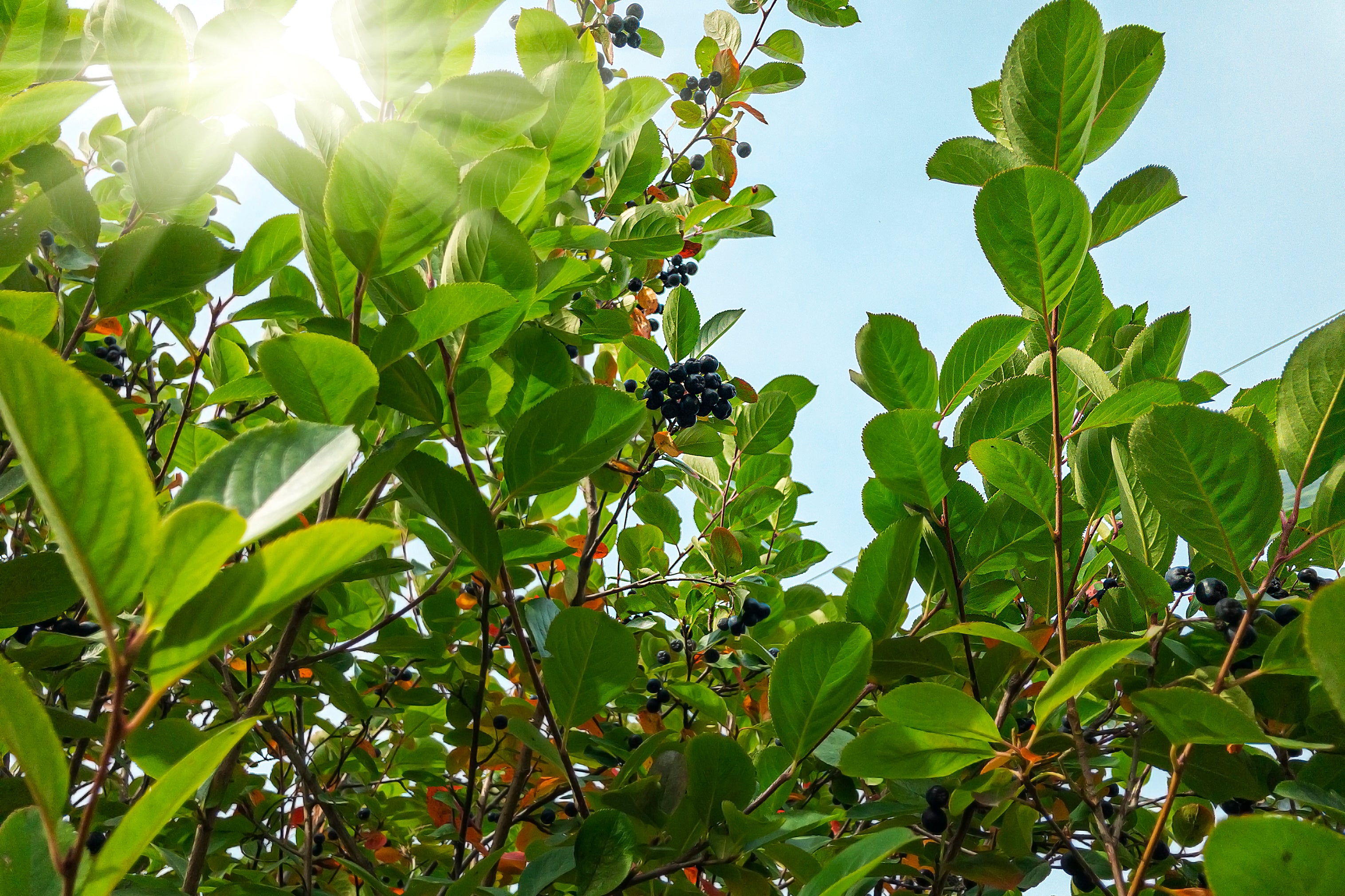 Aronia × prunifolia FK VÄSTERÅKER E, co (Krukodlad) – bild 1
