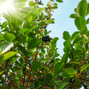 Aronia × prunifolia FK VÄSTERÅKER E, co (Krukodlad) – bild 6