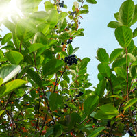 Aronia × prunifolia FK VÄSTERÅKER E, co (Krukodlad) – bild 6