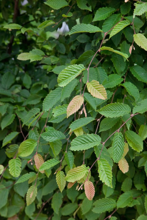 Carpinus betulus, co (Krukodlad) – bild 2