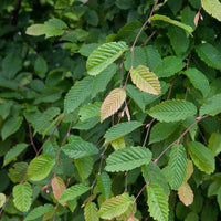Carpinus betulus, co (Krukodlad) – bild 2