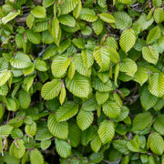 Carpinus betulus, co (Krukodlad) – bild 3
