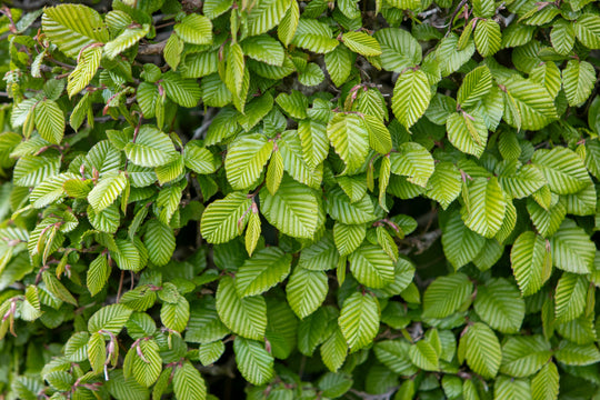 Carpinus betulus, co (Krukodlad) – bild 3