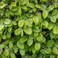 Carpinus betulus, co (Krukodlad) – bild 3