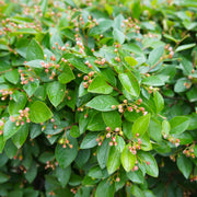 Cotoneaster lucidus, co (Krukodlad) – bild 2