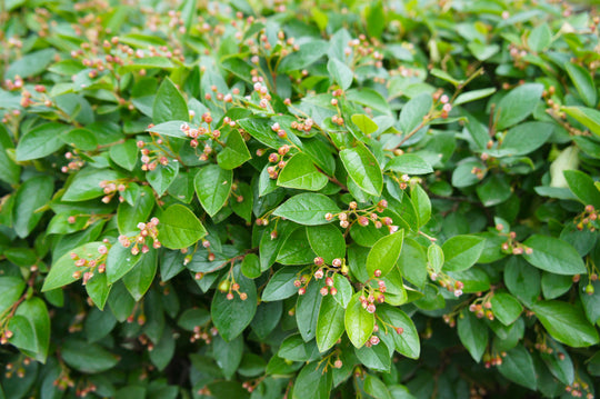 Cotoneaster lucidus, co (Krukodlad) – bild 2