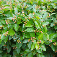 Cotoneaster lucidus, co (Krukodlad) – bild 2