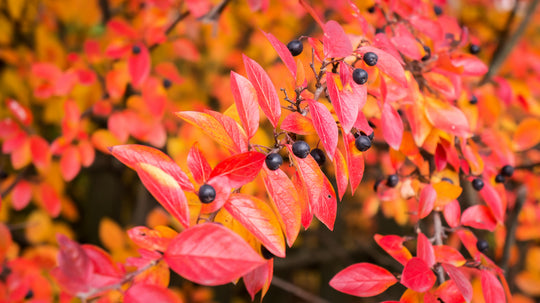 Cotoneaster lucidus, co (Krukodlad) – bild 3