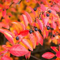 Cotoneaster lucidus, co (Krukodlad) – bild 3