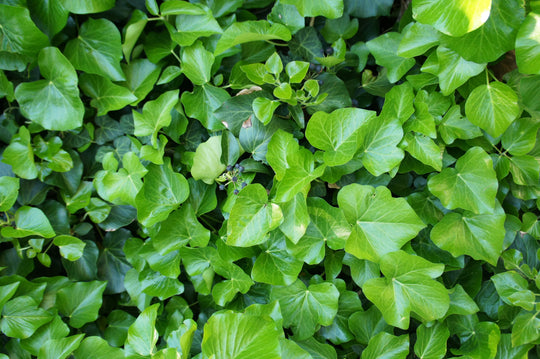 Hedera hibernica, co (Krukodlad) – bild 1