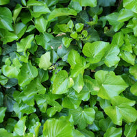 Hedera hibernica, co (Krukodlad) – bild 1