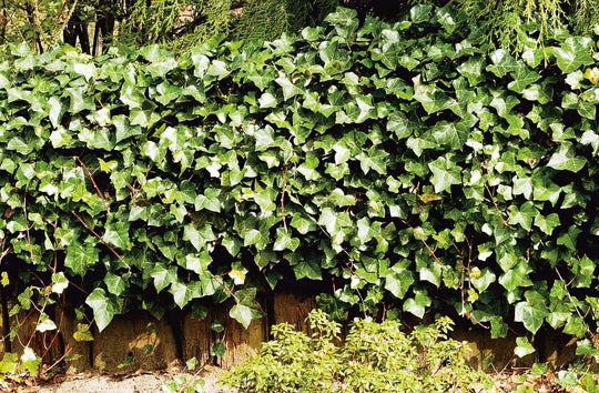 Hedera hibernica, co (Krukodlad) – bild 2